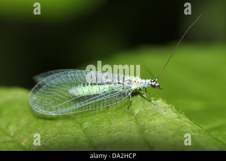 Green Lacewing Chrysopa perla Stock Photo