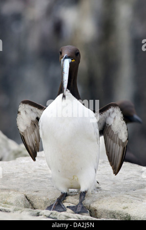 standing guillemot with fish in beak and wings partially outstretched Stock Photo