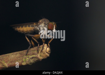 The Asilidae are the robber fly family, also called assassin flies. Stock Photo