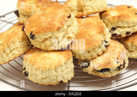 Freshly-baked fruit scones - similar to American 'biscuits' - cooling on a wire rack. Stock Photo