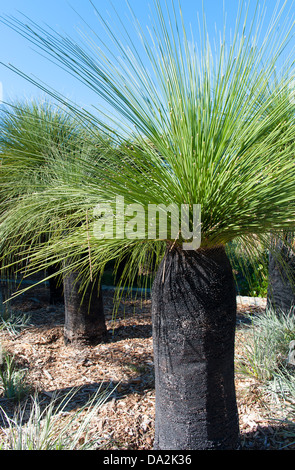 Xanthorrhoea or grass tree endemic to Australia Stock Photo - Alamy