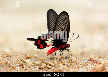 The Common Rose, Pachliopta aristolochiae. Chaloem Phrakiat Thai Prachan National Park, Thailand. Stock Photo