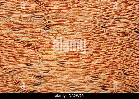 Closeup shot of toilet roll, like nice background. Photo Keywords: Stock Photo