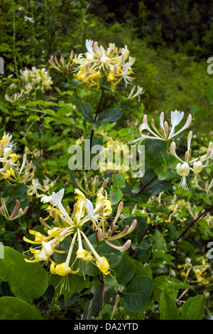 Honeysuckle flowers in bloom, yellow on green Stock Photo