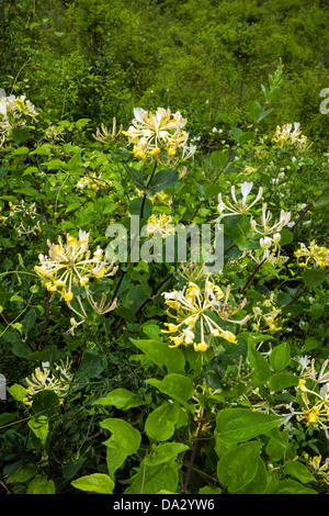 Honeysuckle flowers in bloom, yellow on green Stock Photo