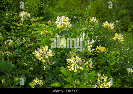 Honeysuckle flowers in bloom, yellow on green Stock Photo