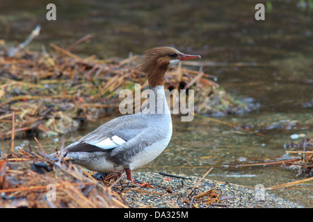 Female common merganser (Mergus merganser) next to the water. Stock Photo