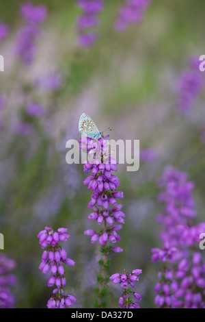 A common blue butterfly rests on bell heather in Hampshire England Stock Photo