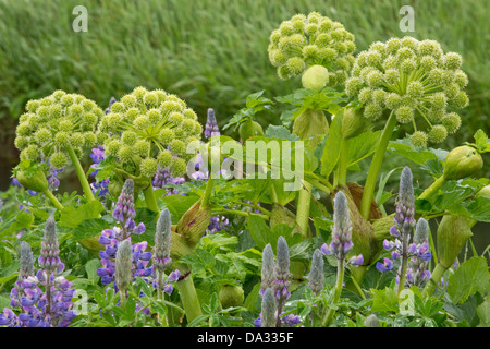 Nootka Lupin (Lupinus nootkatensis) and Garden Angelica (Angelica archangelica) flower spikes Southern Iceland Europe Stock Photo