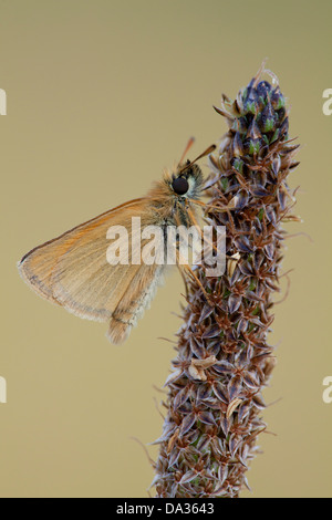 a small skipper butterfly sitting on a grass stem Stock Photo