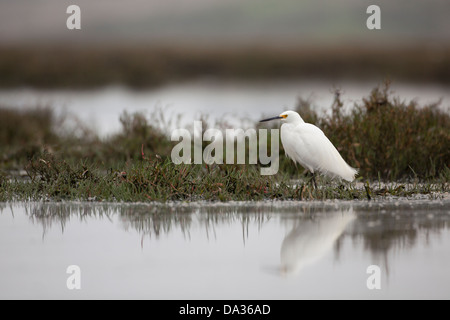 a snowy egret sits on the bank on the elkhorn slough California USA Stock Photo