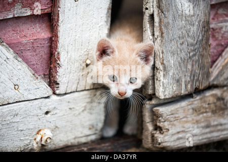 Kitten peeking through barn doors Stock Photo