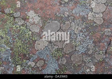 Various colours of lichen on a rock on the shoreline of Enard Bay, Sutherland, North West Scotland, UK Stock Photo