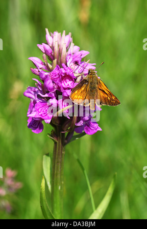 Large Skipper (Ochlodes sylvanus) butterfly feeding on an Early Marsh Orchid, (Dactylorhiza incarnata) Stock Photo