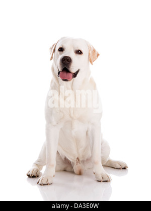 Beautiful Labrador retriever breed, isolated on white background Stock Photo