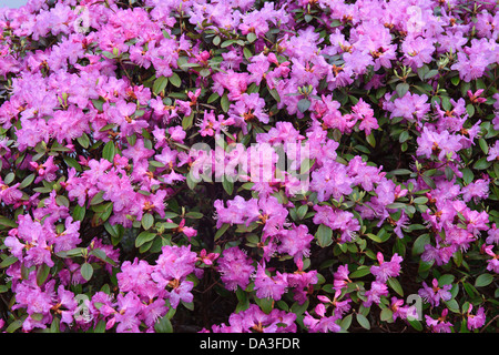 Asticou gardens in Northeast Harbor. Stock Photo