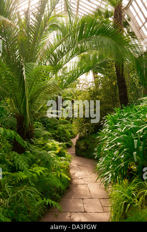 glasshouse or greenhouse at tatton park, cheshire , england, uk Stock Photo