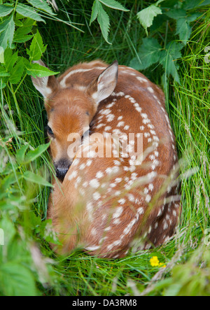 White-tailed Deer Fawn (Odocoileus virginianus) hiding in tall grass Stock Photo