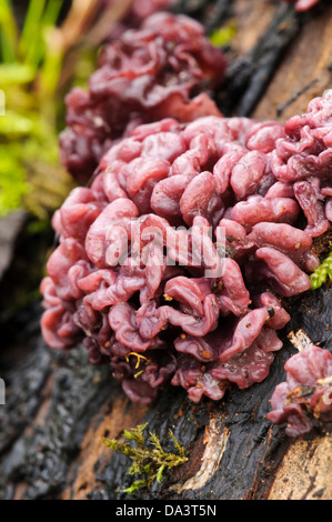 Purple jellydisc fungus (Ascocoryne sarcoides) growing on a dead tree on the banks of the River Ribble at Stainforth Stock Photo