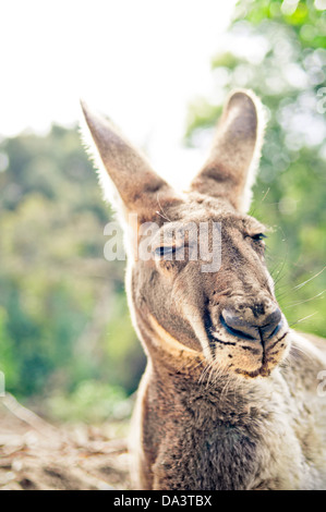 Big sleepy red kangaroo portrait - Macropus rufus Stock Photo