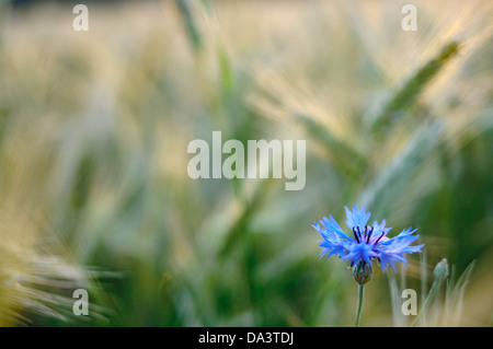 Cornflower Centaurea cyanus in barley field, Austria Stock Photo