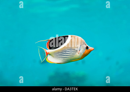 Threadfin butterflyfish, Chaetodon auriga Stock Photo