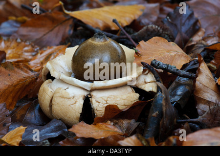 A mature collared earthstar (Geastrum triplex) whose exoperidium has split to reveal the inner spore sac. Stock Photo