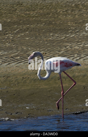 Greater Flamingo (Phoenicopterus roseus), Walvis Bay, Namibia, Africa Stock Photo