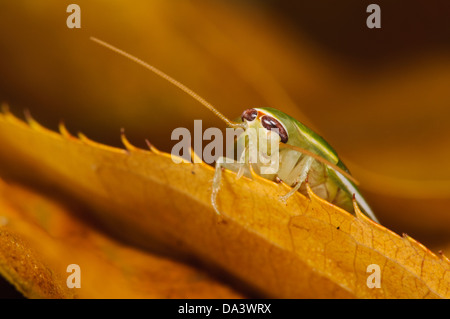 A green banana cockroach (Panchlora nivea) on an autumn leaf. A native of Cuba, the Caribbean and some southern states of the US Stock Photo