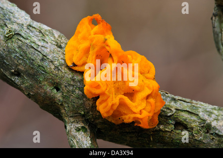 A fruiting body of yellow brain fungus (Tremella mesenterica) growing on a twig at Gilfach Farm Nature Reserve, Rhayader, Wales. Stock Photo