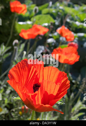 Bright red oriental poppies in flower in garden herbaceous border, backlit in sunshine,early summer, Cumbria, England UK Stock Photo