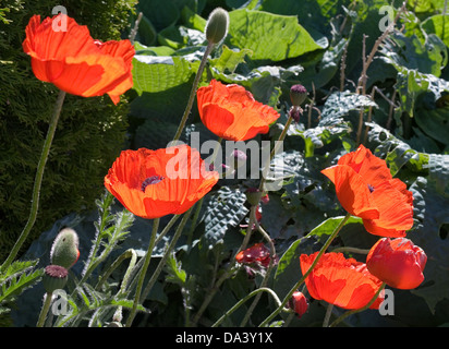 Bright red oriental poppies in flower in garden herbaceous border, backlit in sunshine,early summer, Cumbria, England UK Stock Photo