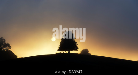 Silhouette Horse Chestnut Tree in the fog at sunrise Stock Photo