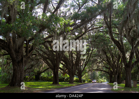 Tallahassee Florida,Canopy Road,live oak trees,Spanish moss,visitors travel traveling tour tourist tourism landmark landmarks culture cultural,vacatio Stock Photo