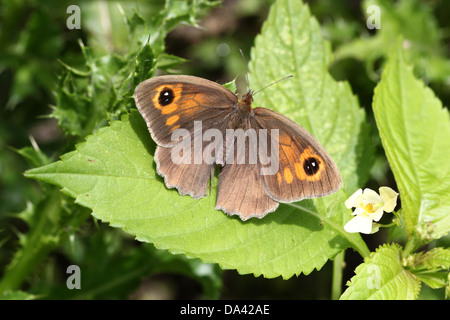 Close-up of a female Meadow Brown ( Maniola jurtina) butterfly posing on a leaf Stock Photo
