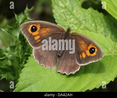 Close-up of a female Meadow Brown ( Maniola jurtina) butterfly posing on a leaf