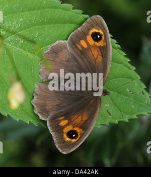 Close-up of a female Meadow Brown ( Maniola jurtina) butterfly posing on a leaf Stock Photo