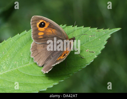 Close-up of a female Meadow Brown ( Maniola jurtina) butterfly posing on a leaf Stock Photo
