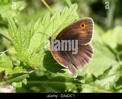 Close-up of a female Meadow Brown ( Maniola jurtina) butterfly posing on a leaf Stock Photo