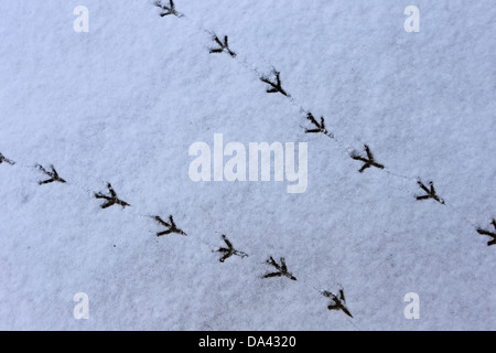 Wood Pigeon (Columba palumbus) footprints in snow, Norwich, Norfolk, England, March Stock Photo