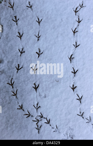 Wood Pigeon (Columba palumbus) footprints in snow, Norwich, Norfolk, England, March Stock Photo