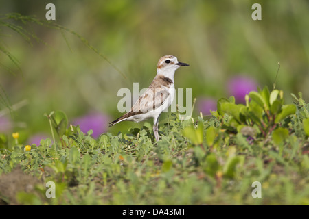 White-faced Plover (Charadrius dealbatus) adult male, standing amongst vegetation, Guangdong Province, China, June Stock Photo
