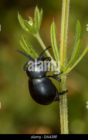 Bloody-nosed Beetle(Timarcha tenebricosa) on plant. Stock Photo
