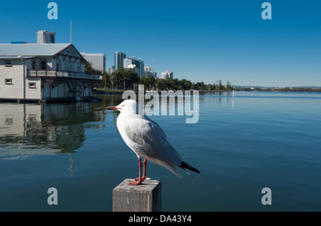 Seagull resting at the ferry terminal pier with view of the Swan River riverfront at Perth, Australia Stock Photo