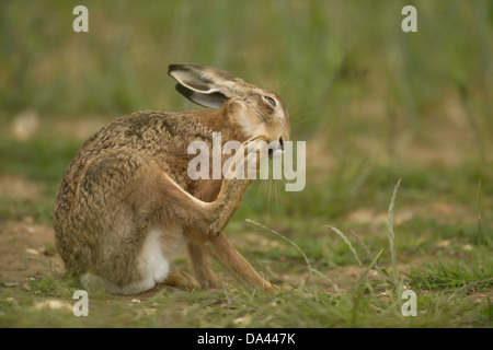 Brown Hare Lepus europaeus cleaning itself on farmland in North Norfolk, UK Stock Photo