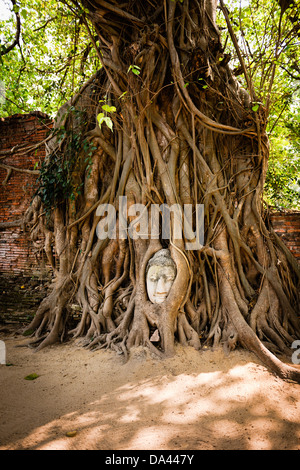 The famous Buddha head in the roots of a tree in Wat Phra Mahthat in Ayutthaya, the ancient capitol of Thailand. Stock Photo