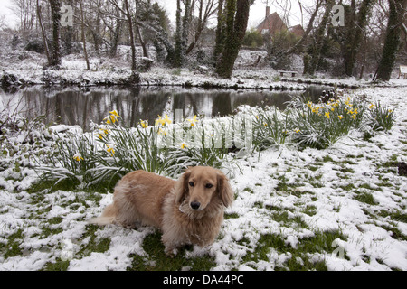 Domestic Dog Long-haired Miniature Dachshund adult male standing on snow beside flowering daffodils and pond West Itchenor Stock Photo