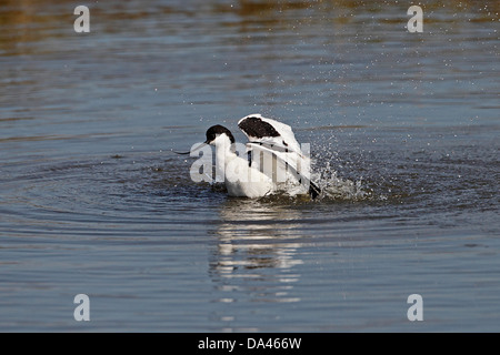 Avocet (Recurvirostra avosetta) bathing in pool in marsh Lancashire UK April 6824 Stock Photo