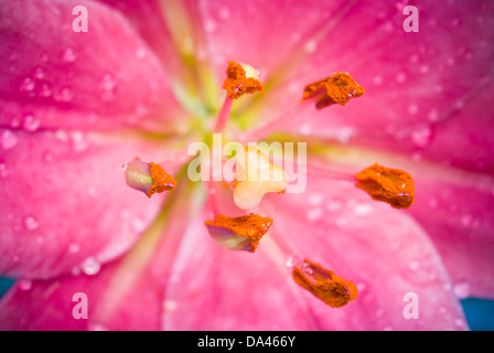 pink Lily flower macro Stock Photo