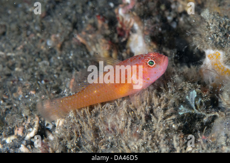 Redspot Dwarfgoby (Trimma halonevum) adult, Lembeh Straits, Sulawesi, Sunda Islands, Indonesia, March Stock Photo